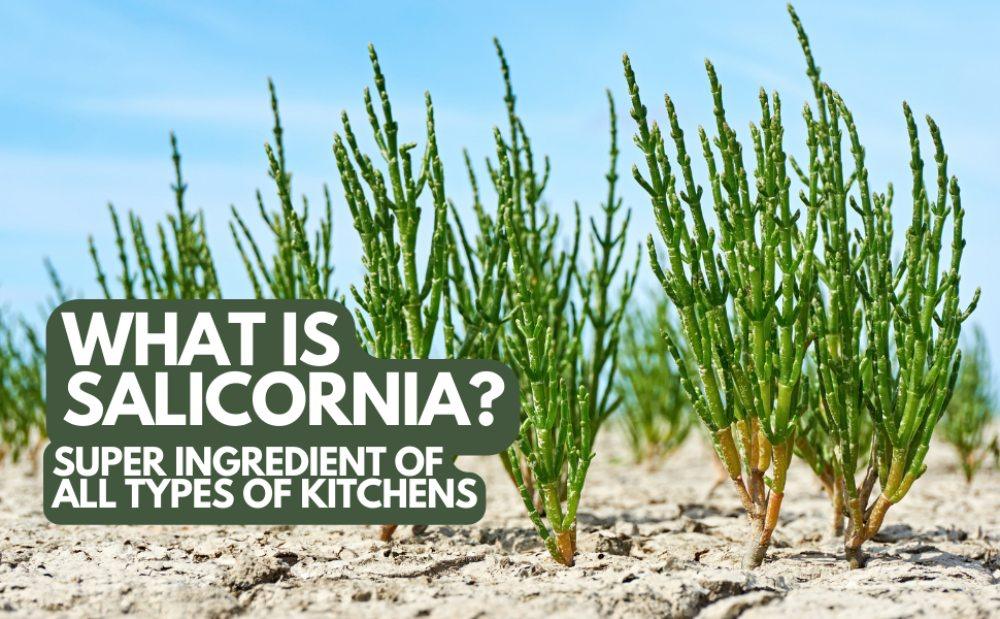 salicornia