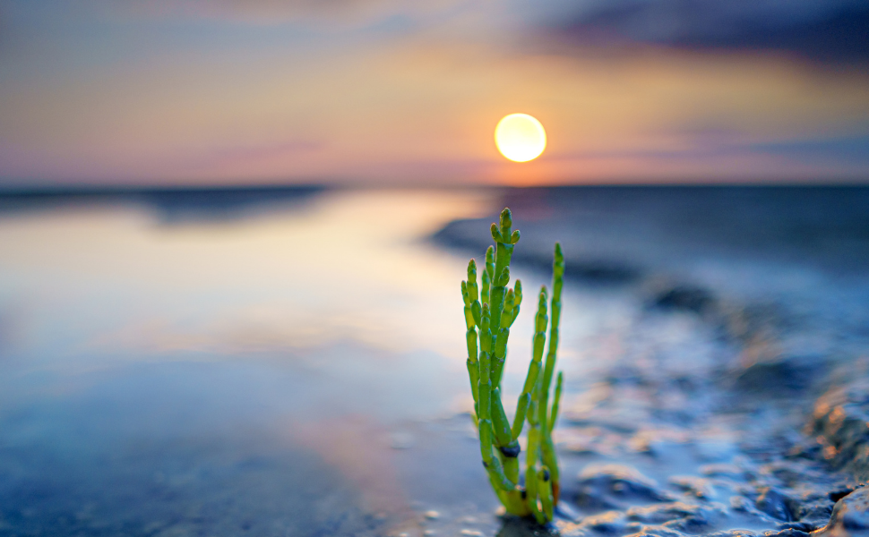 From Sea to Table: How Salicornia Makes Green Salt Naturally Low in Sodium