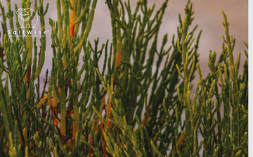 How Is Green Salt Made and What Makes It “Green”?