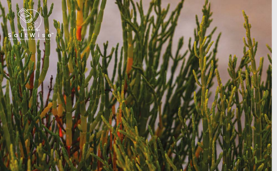 How Is Green Salt Made and What Makes It “Green”?