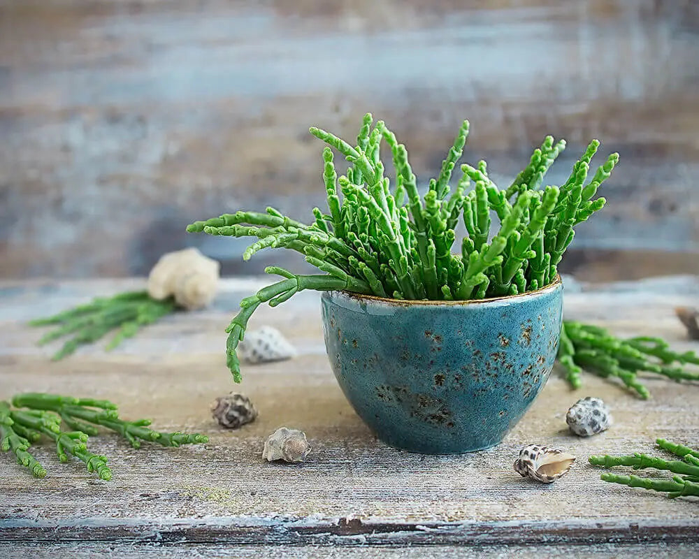 From Salt Pan to Saucepan: Salicornia, a Halophytic Vegetable with an Array of Potential Health Benefits - Ekanayake et al., 2023