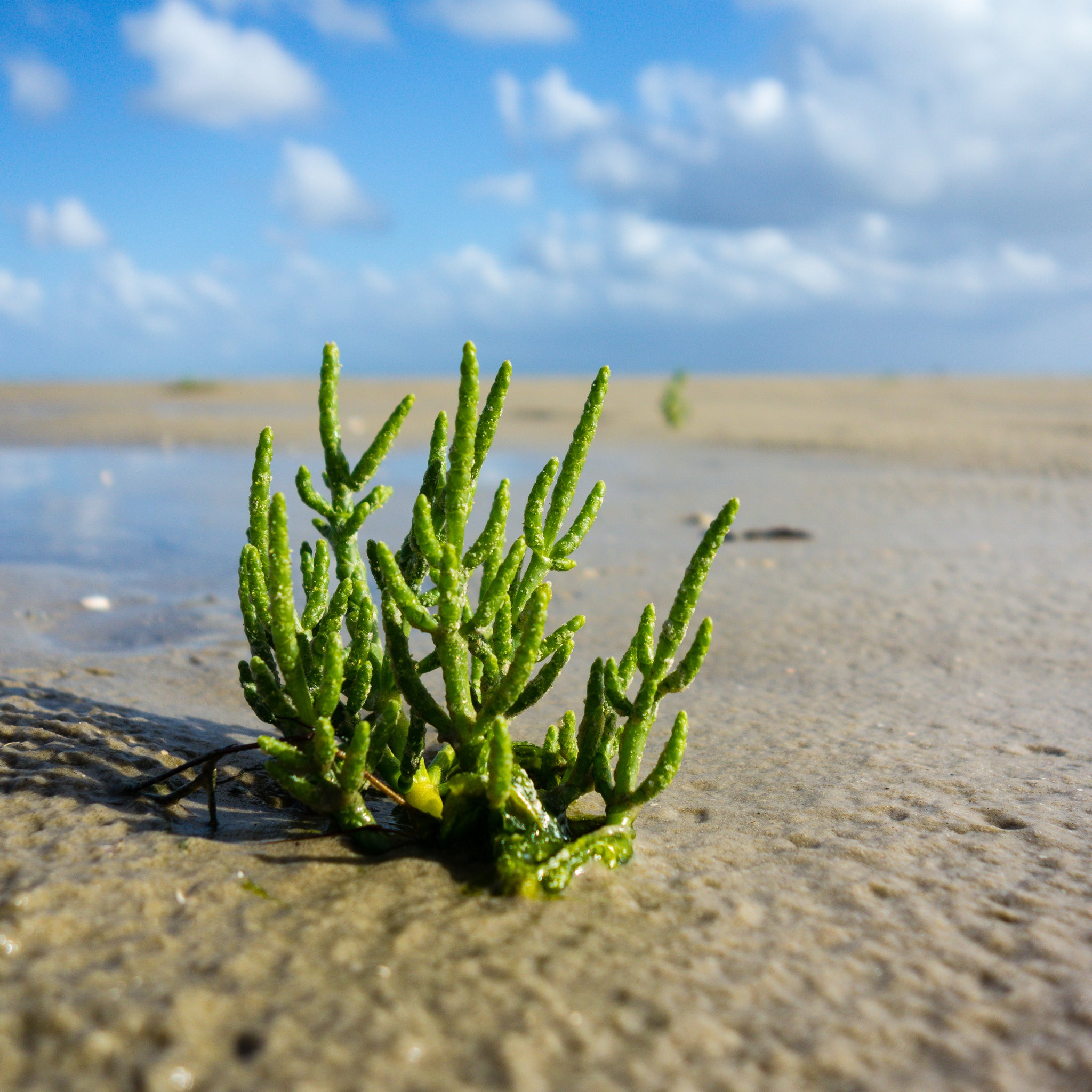 Journey of Salicornia Salt