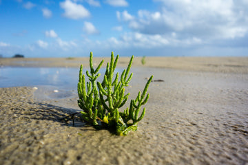 Journey of Salicornia Salt