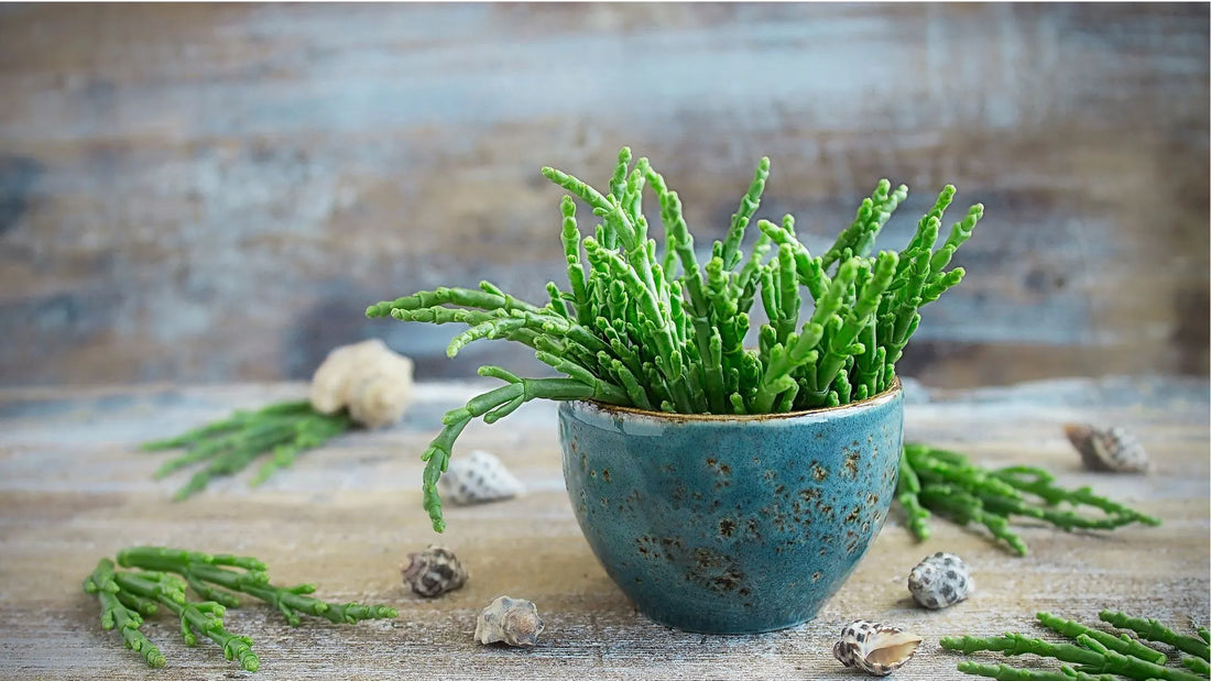 Best Plant-Based Salt Substitutes For Everyday Cooking