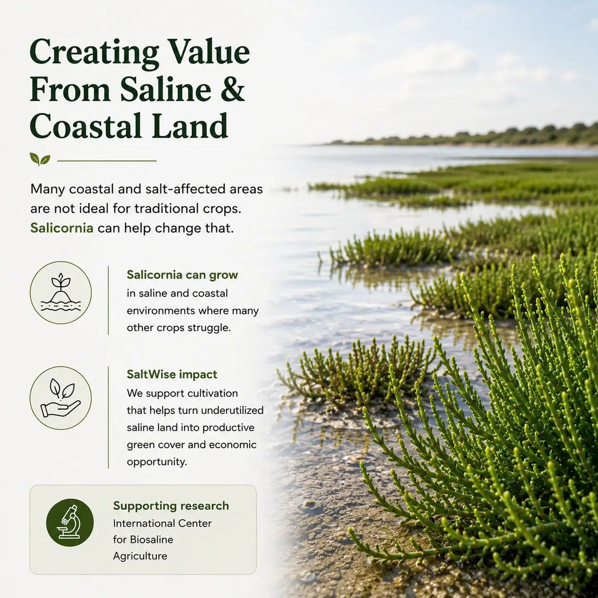 Creating Value From Saline & Coastal Land