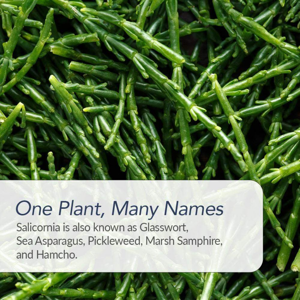 Salicornia White Salt – Premium Jar Set
