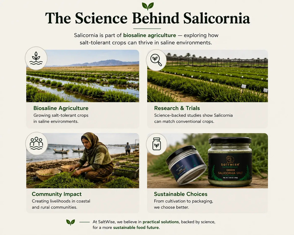 The Science Behind Salicornia