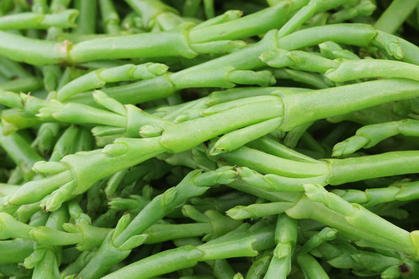 Salicornia