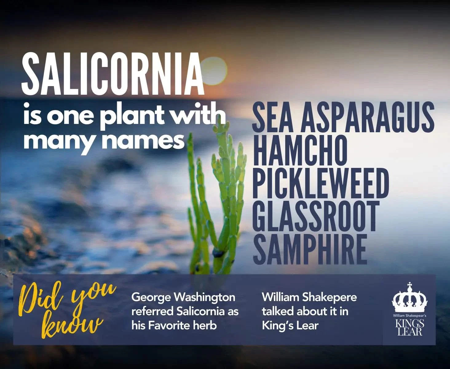 SaltWise Salicornia Salts - Trial Packs/Sample (30gms)